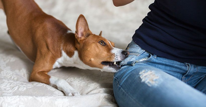 dog biting man jeans